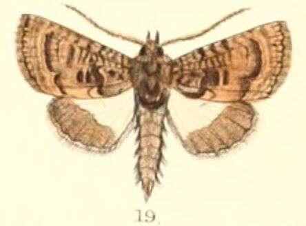 Catephia dentifera Moore 1882 resmi