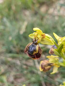 Image of Ophrys chobautii G. Keller ex B. Tyteca & D. Tyteca