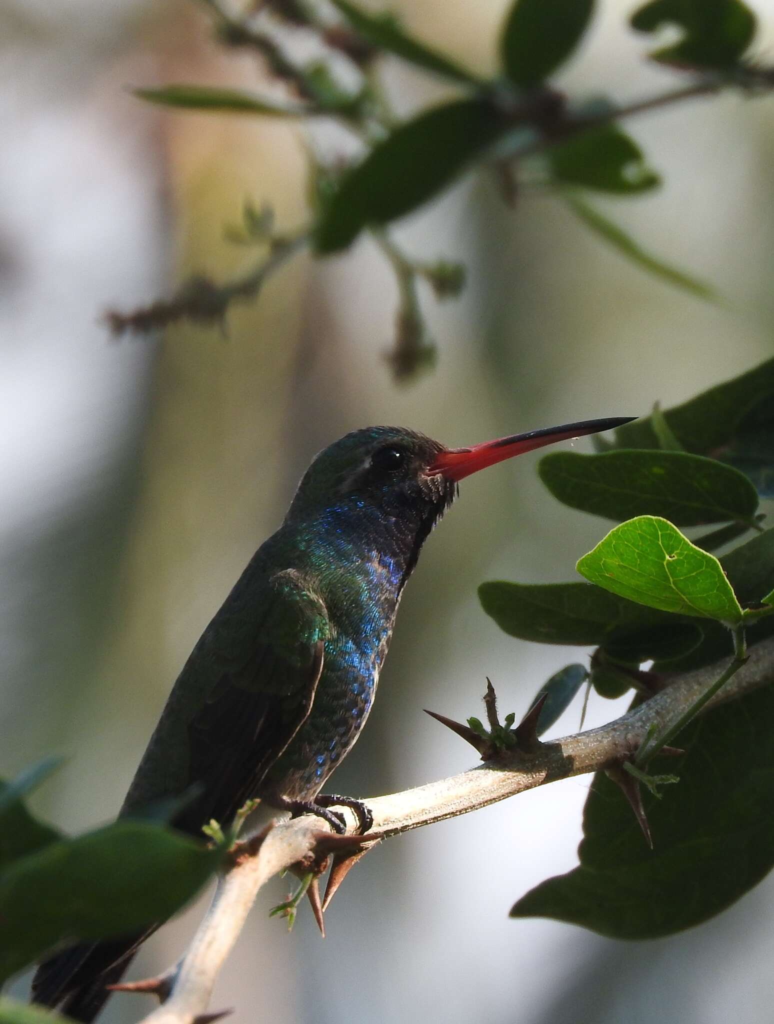 Imagem de Cynanthus latirostris magicus (Mulsant, Verreaux & J 1872)