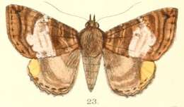 Image of Daddala quadrisignata Walker 1865
