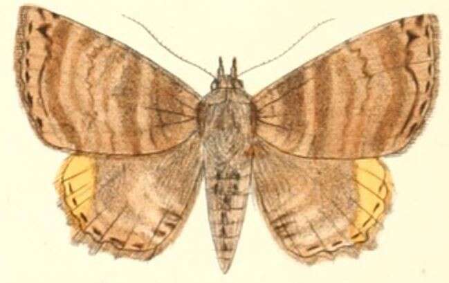 Image of Daddala quadrisignata Walker 1865