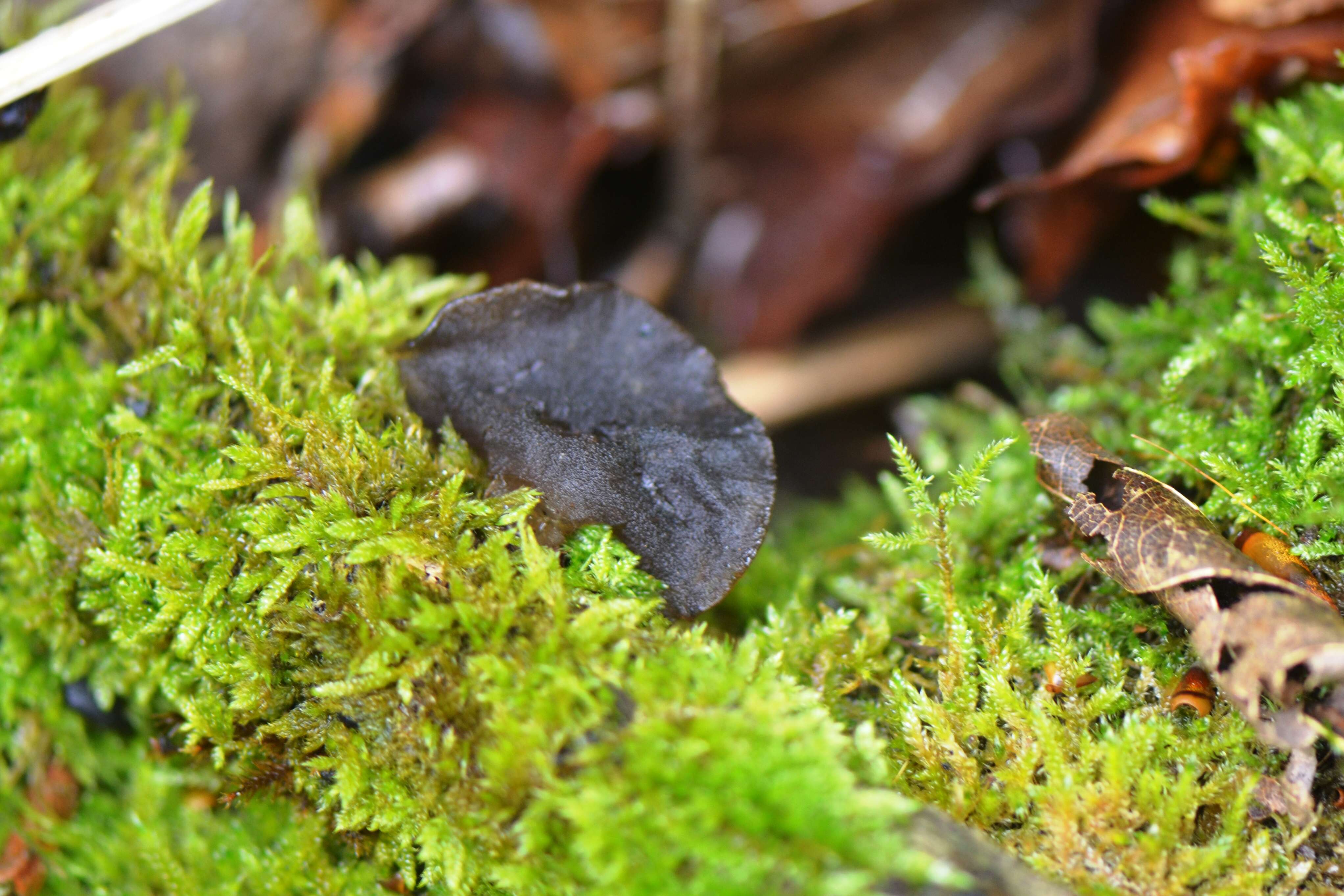 Image of Black Witches' Butter