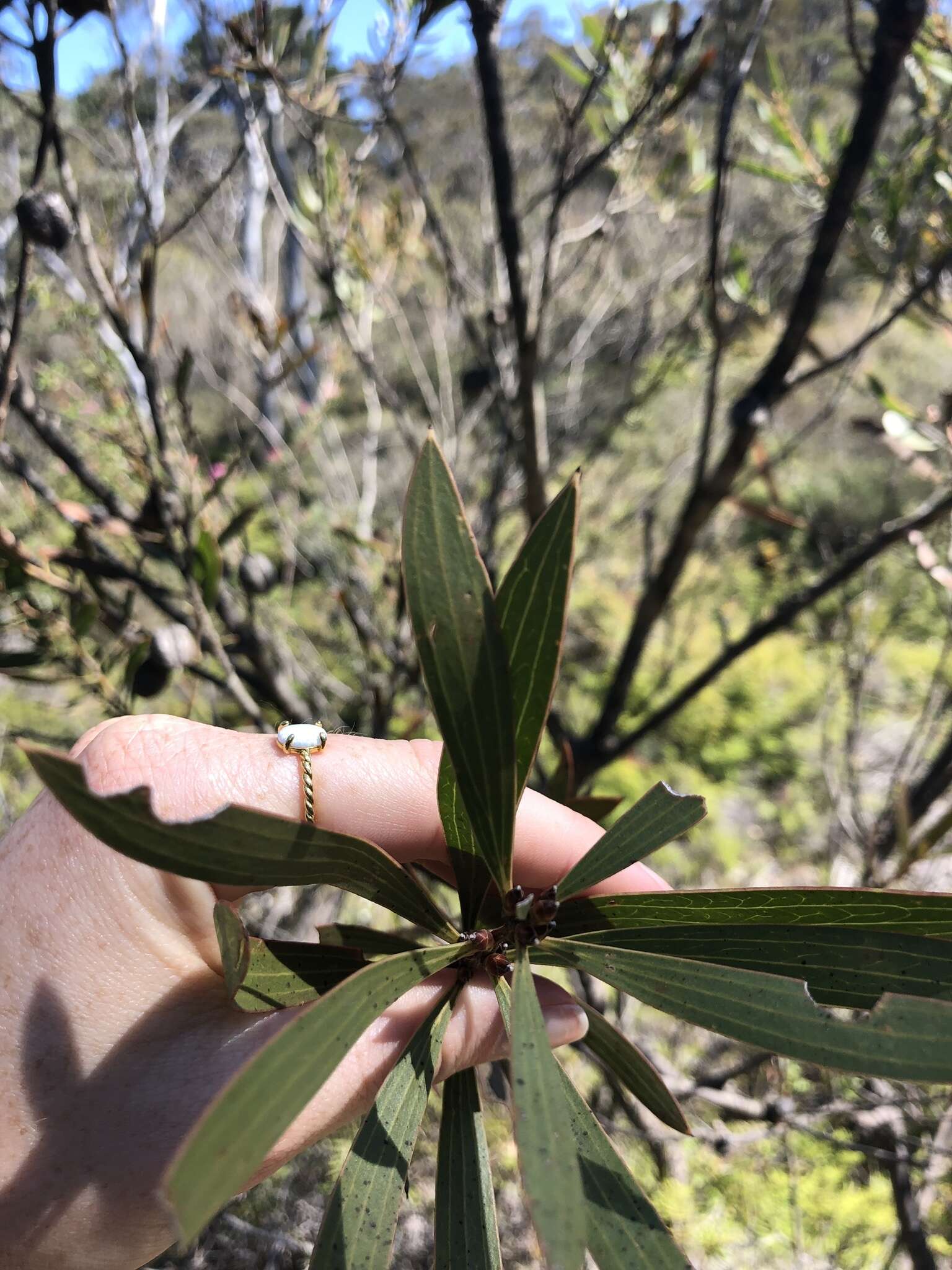 Image of Hakea dactyloides (Gaertn. fil.) Cav.