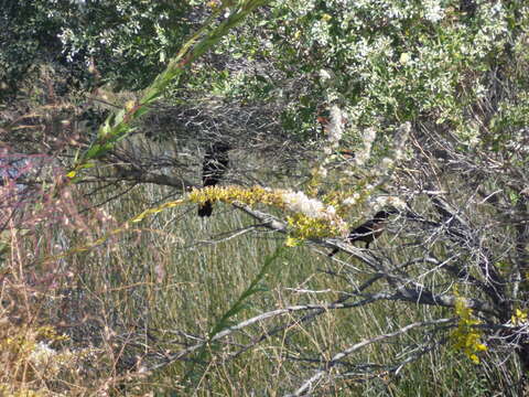 Image of Boat-tailed Grackle