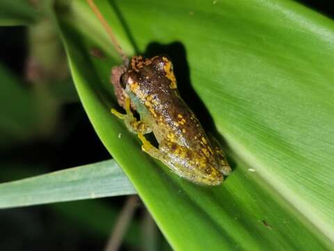 Imagem de Dendropsophus cruzi (Pombal & Bastos 1998)