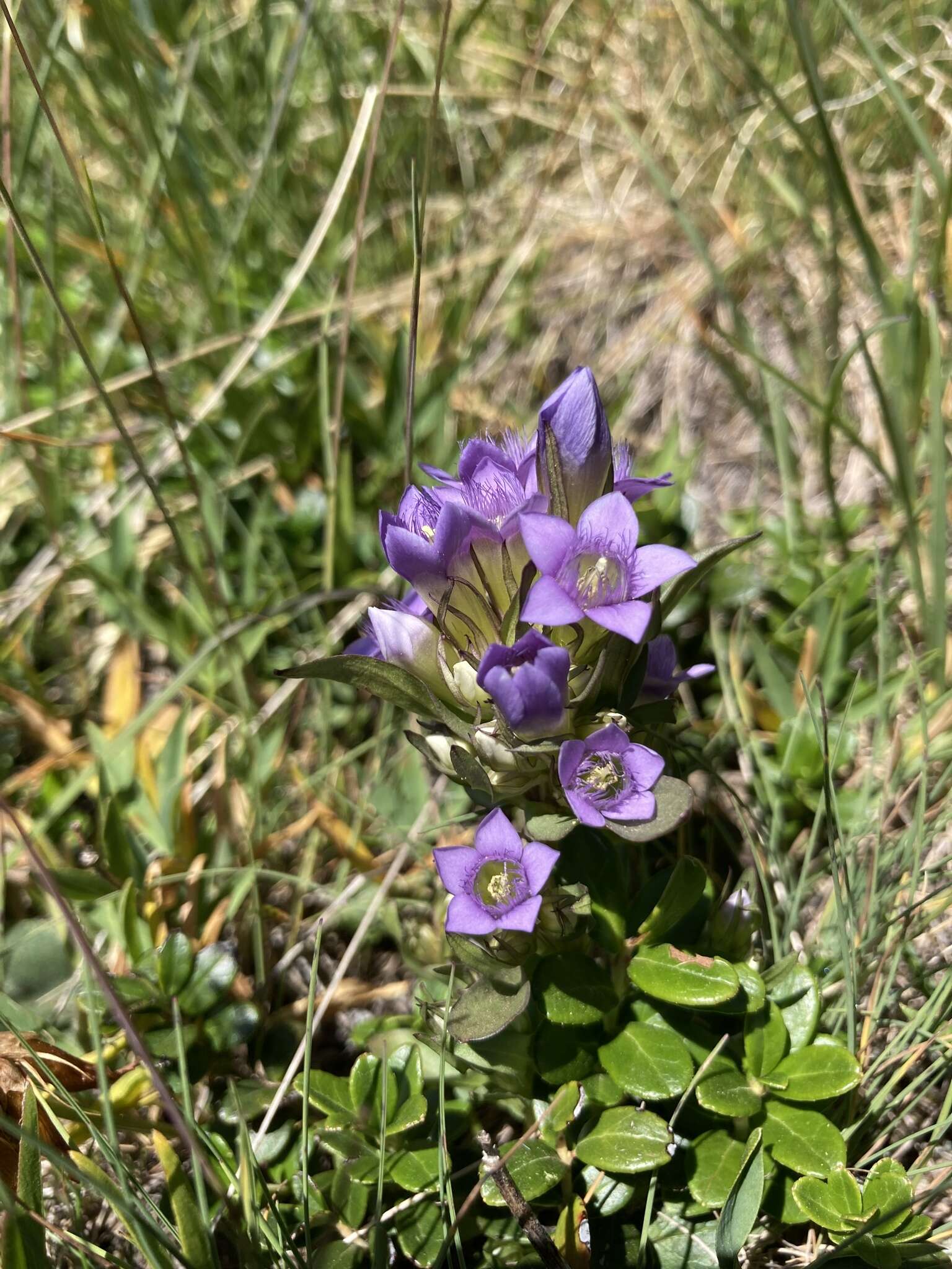 Image of Gentianella ramosa (Hegetschw.) J. Holub