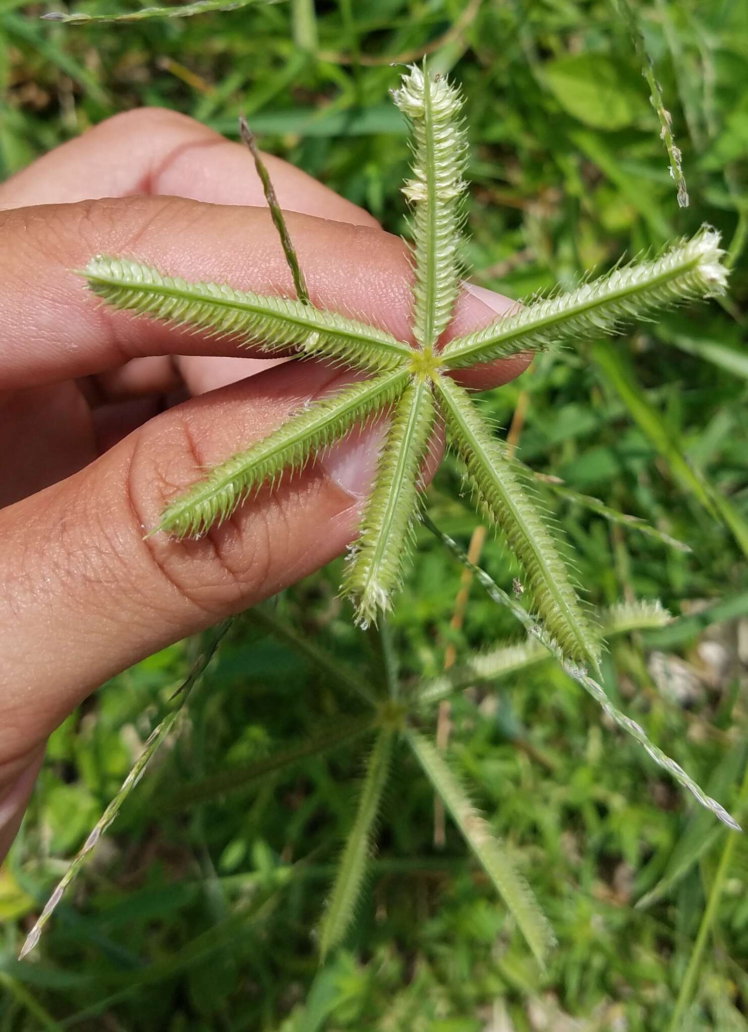 Image de Dactyloctenium aegyptium (L.) Willd.