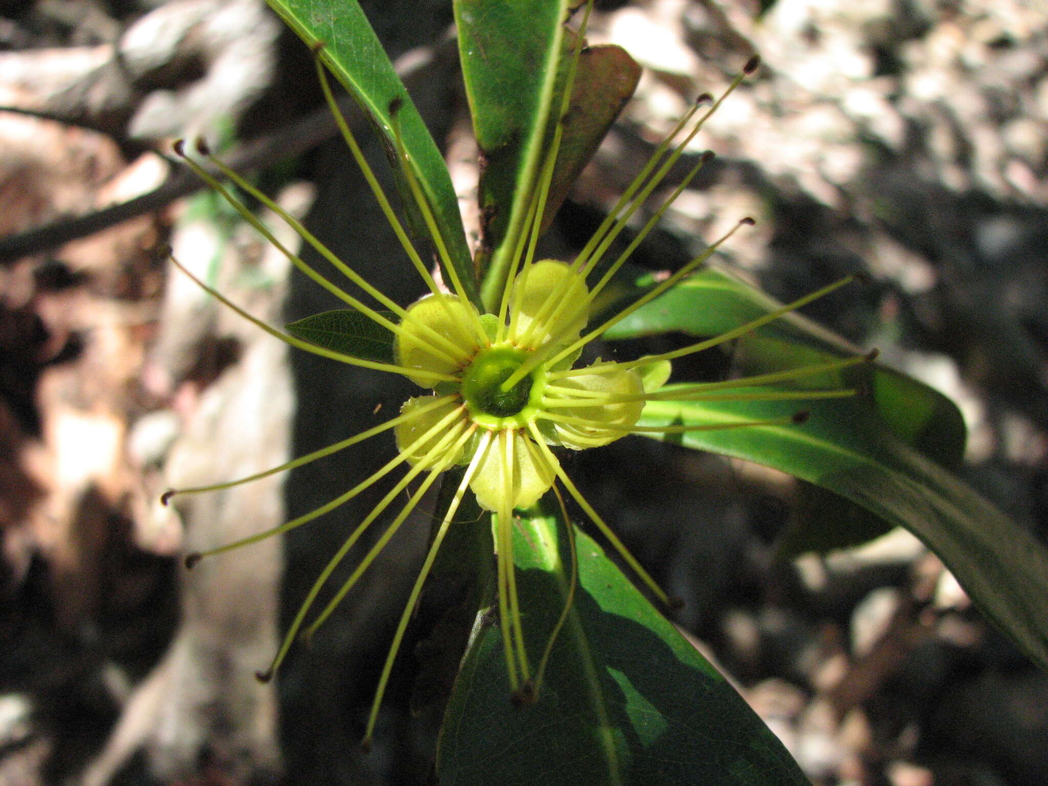 Image of Golden Penda