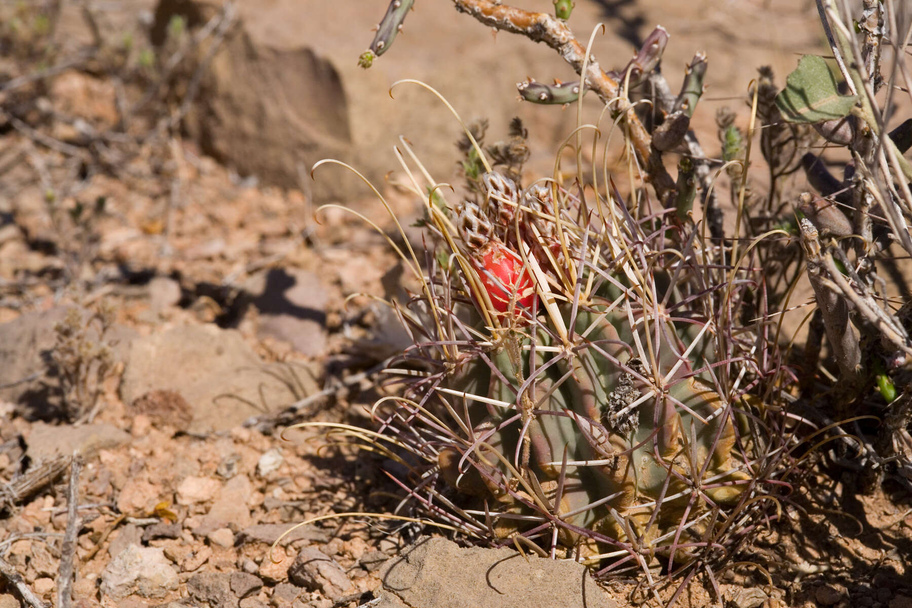 Image of Chihuahuan Fishhook Cactus