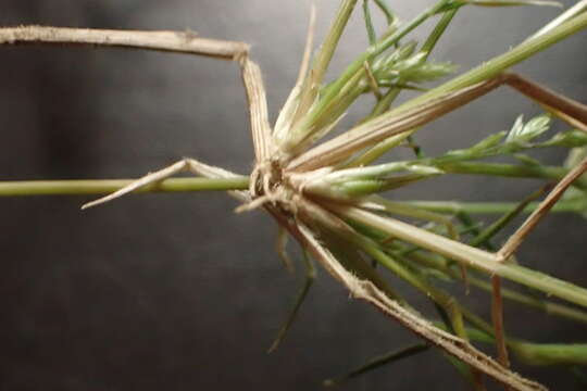 Plancia ëd Eragrostis reptans (Michx.) Nees