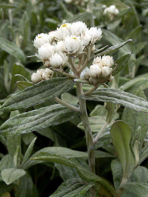 Image of Three-nerved Pearly Everlasting