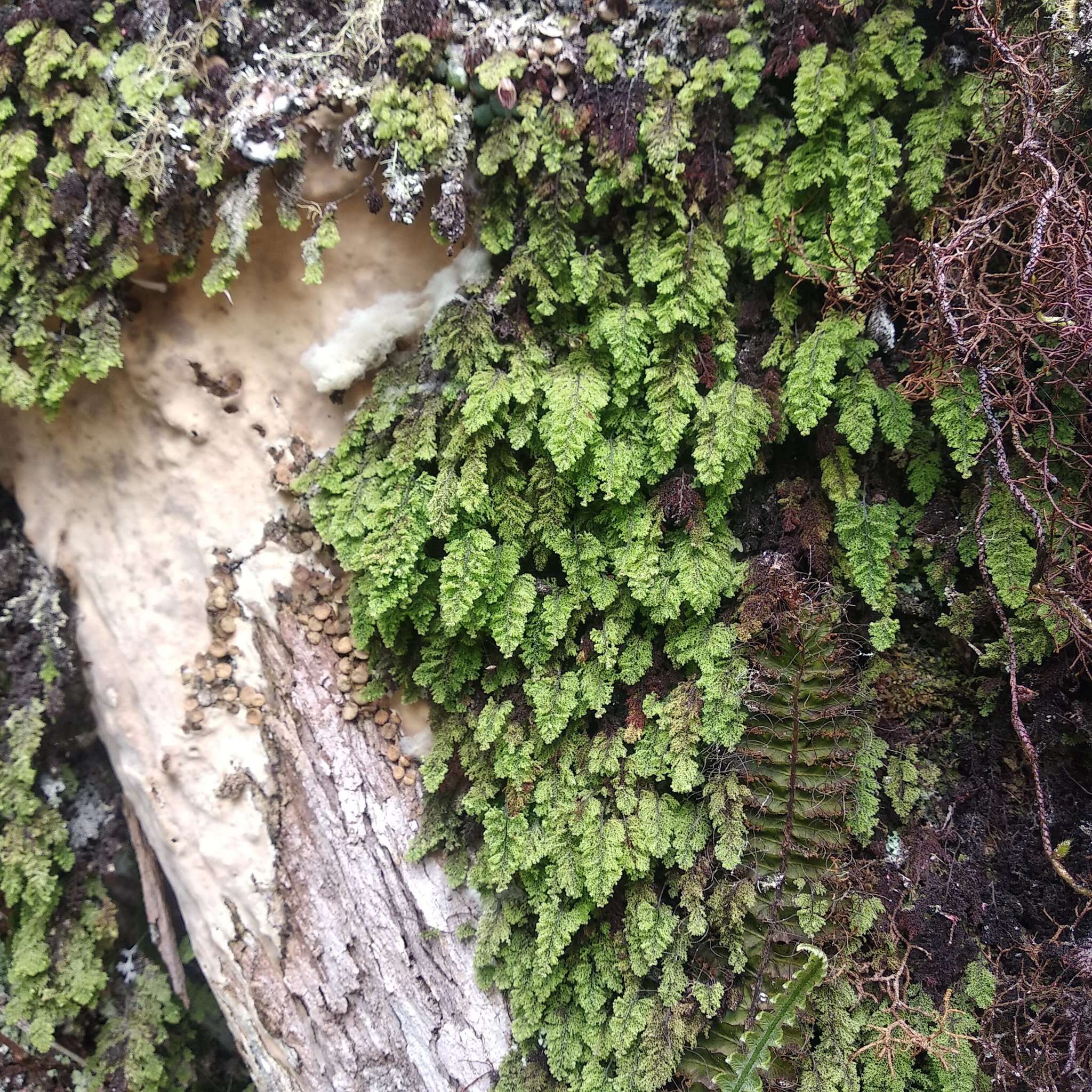 Image of Hymenophyllum fendlerianum Sturm