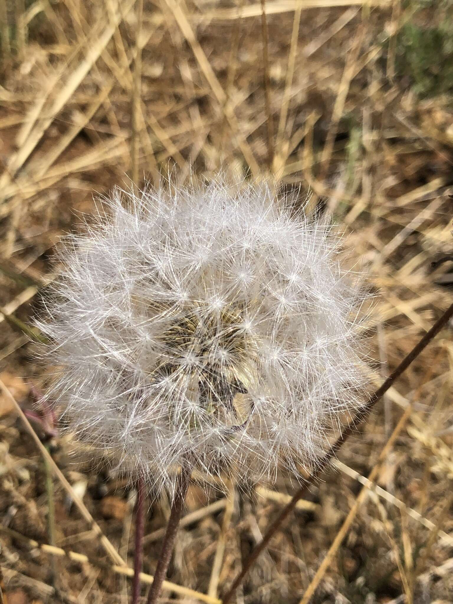 Plancia ëd <i>Agoseris <i>grandiflora</i></i> var. grandiflora