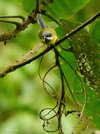 Image of Black-throated Apalis