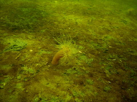 Image of small snakelocks anemone