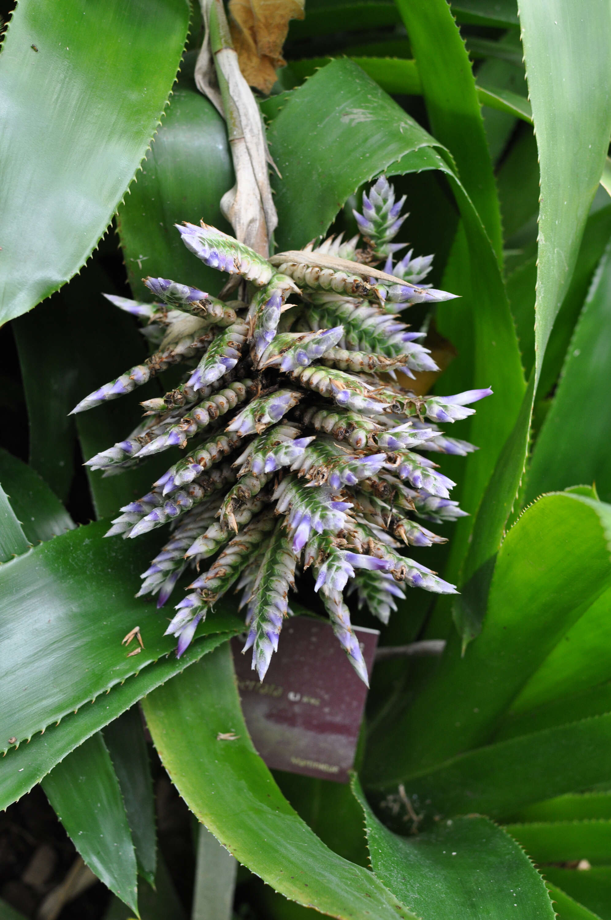 Image of Aechmea serrata (L.) Mez