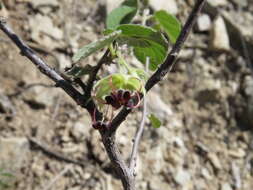 Image of Ayenia fruticosa Rose