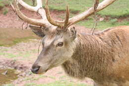 Image of Red Deer