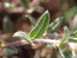 Image of Hoary Rock-rose