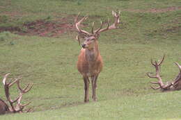 Image of Red Deer