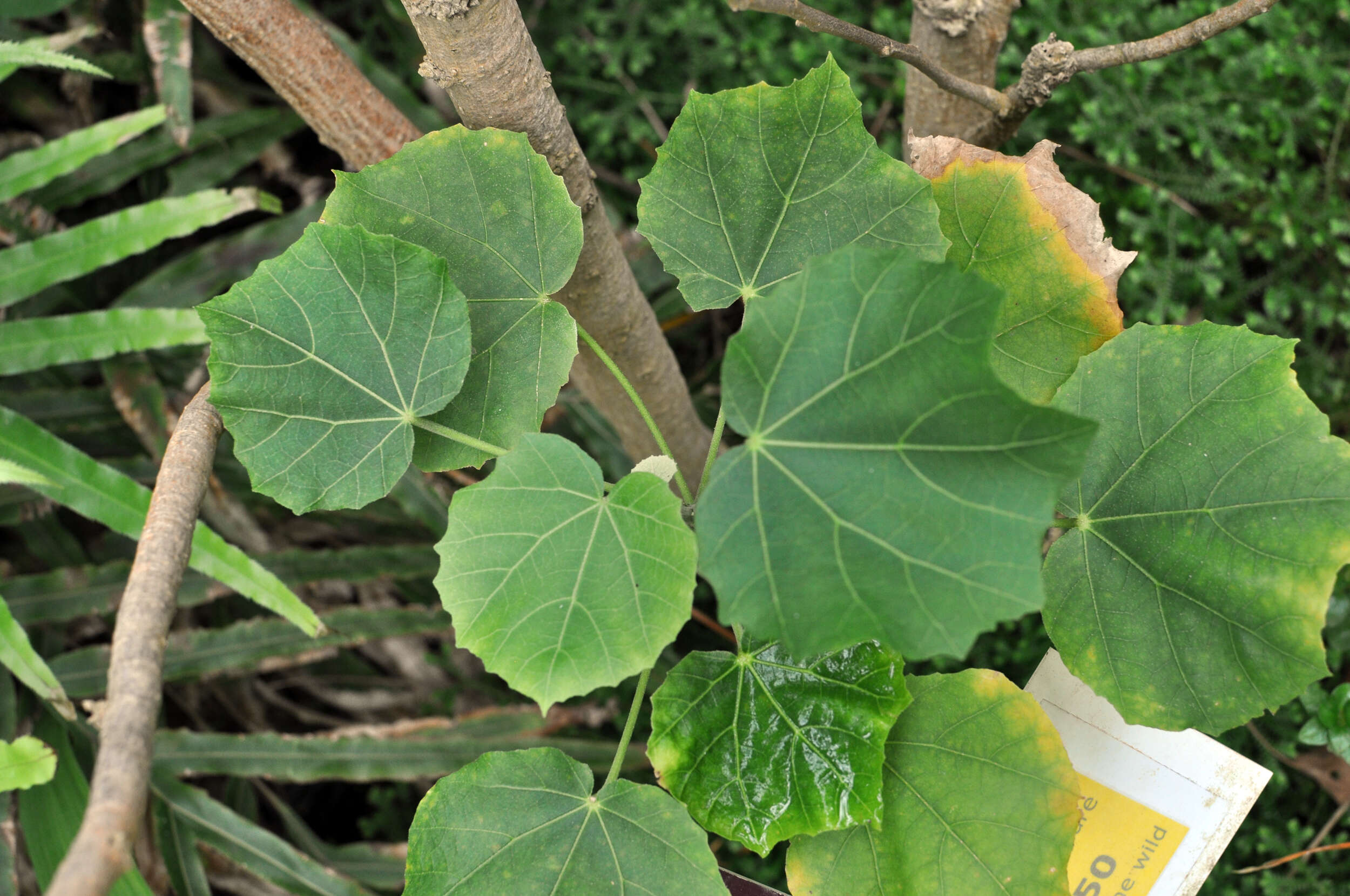 Image of Kauai hau kuahiwi