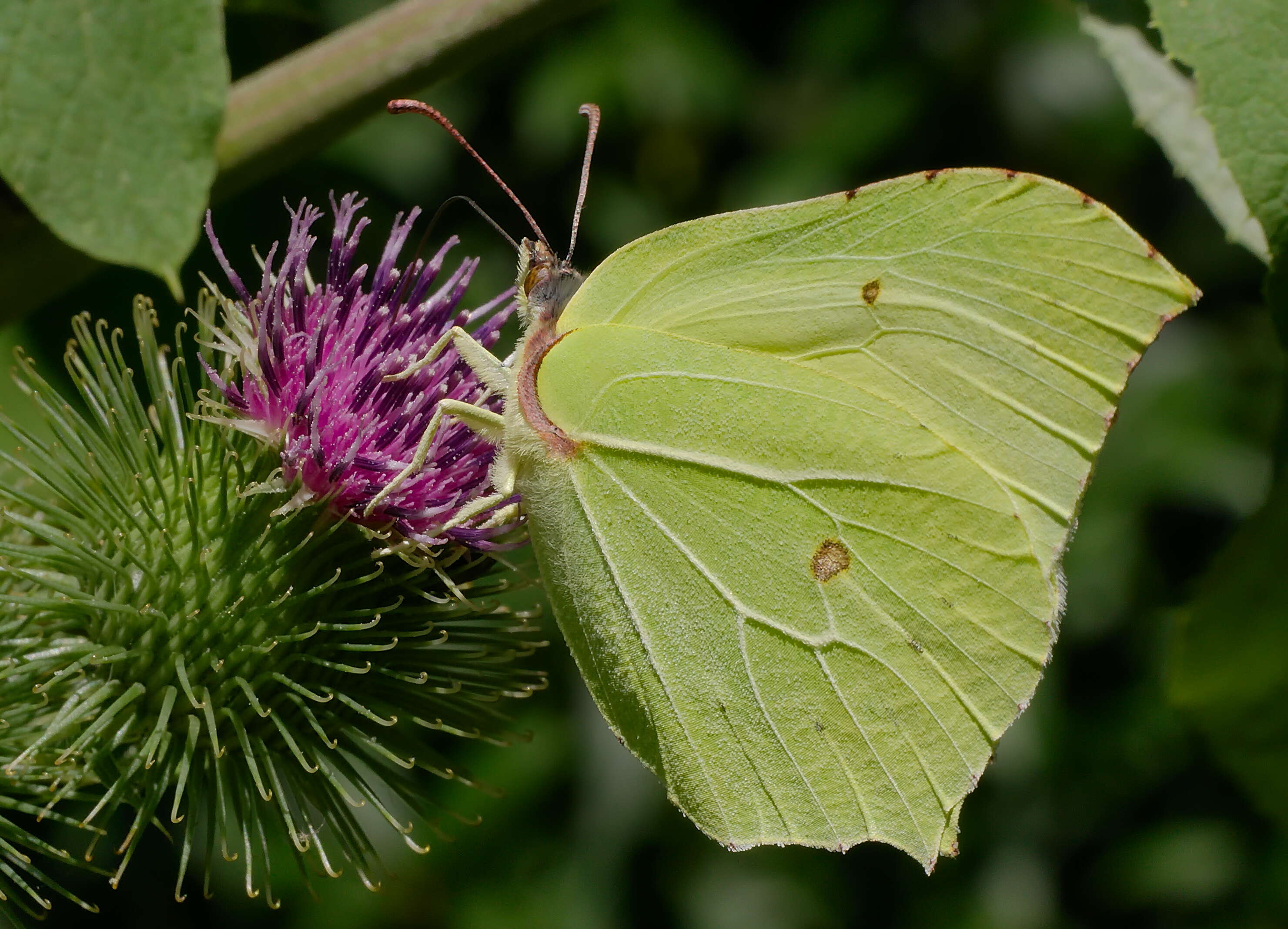 Imagem de Gonepteryx rhamni (Linnaeus 1758)