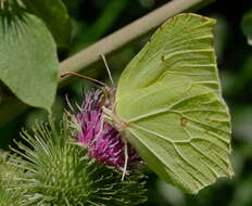 Imagem de Gonepteryx rhamni (Linnaeus 1758)