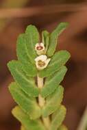 Euphorbia pergamena Small resmi