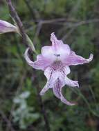 Plancia ëd Gladiolus maculatus Sweet