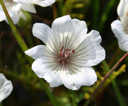 Image of Douglas' Meadowfoam