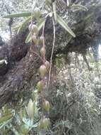 Image of Epidendrum moritzii Rchb. fil.