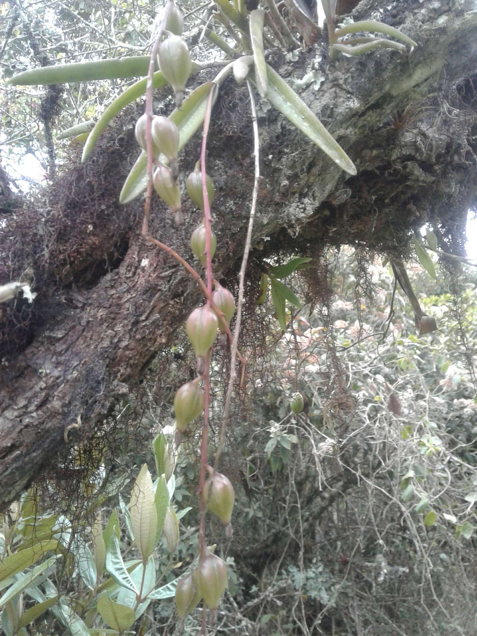 Image of Epidendrum moritzii Rchb. fil.