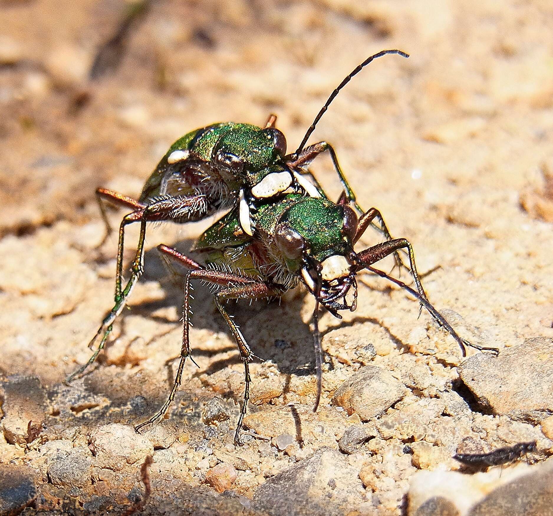 Image of Green tiger beetle