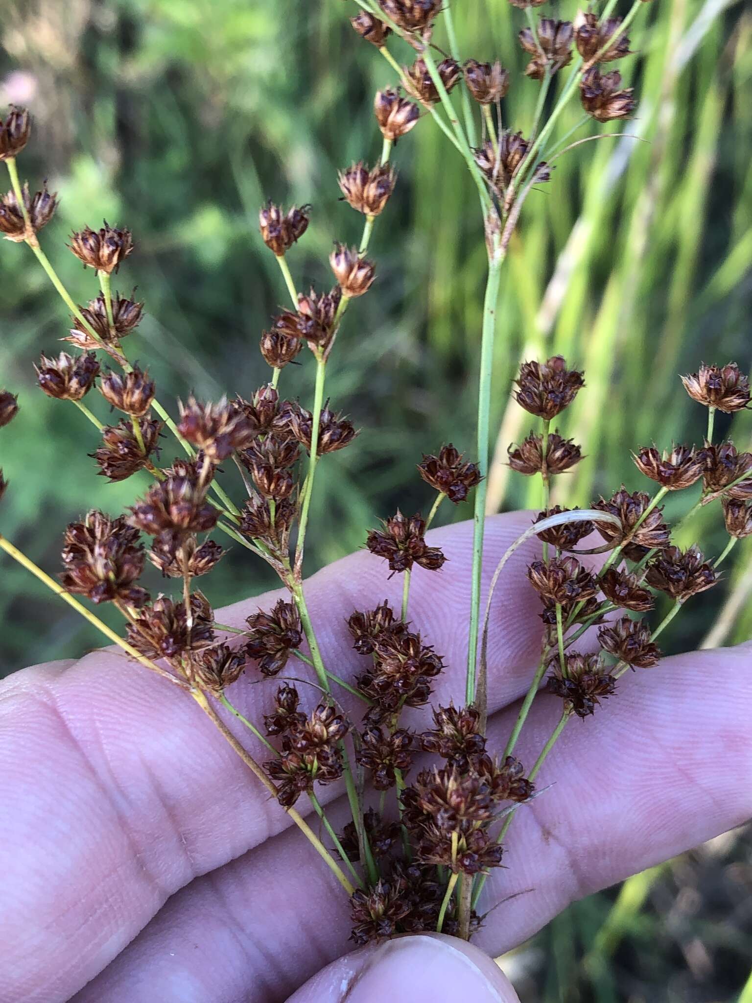 Image of grassleaf rush