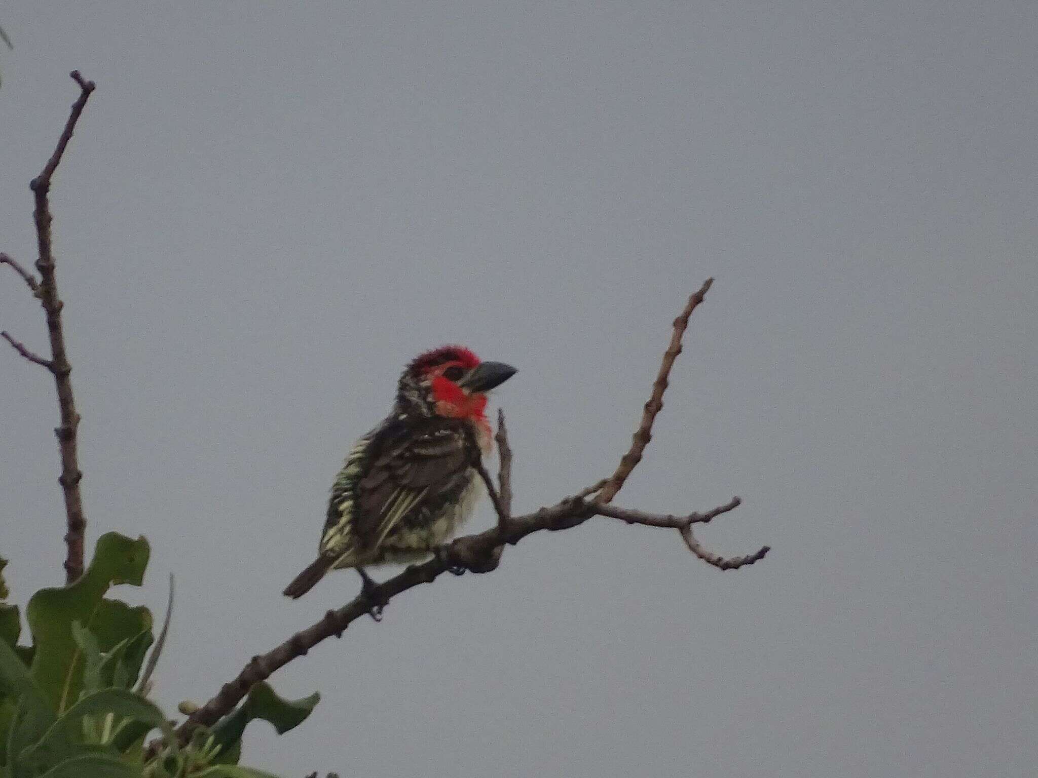 Image of Vieillot's Barbet