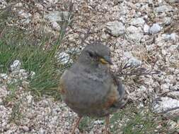 Image of Alpine Accentor