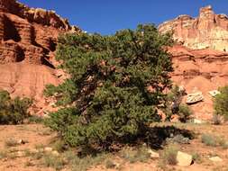 Image of Colorado Pinyon