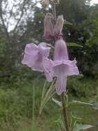 Image of African foxglove