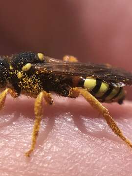 Image of Nomada fucata Panzer 1798