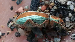 Image of Weevil