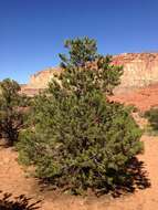 Image of Colorado Pinyon