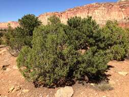 Image of Bigberry Juniper