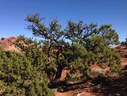 Image of Bigberry Juniper