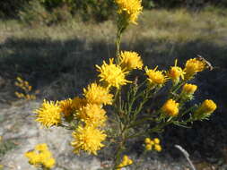 صورة Galatella linosyris (L.) Rchb. fil.