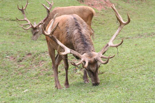 Image of Red Deer