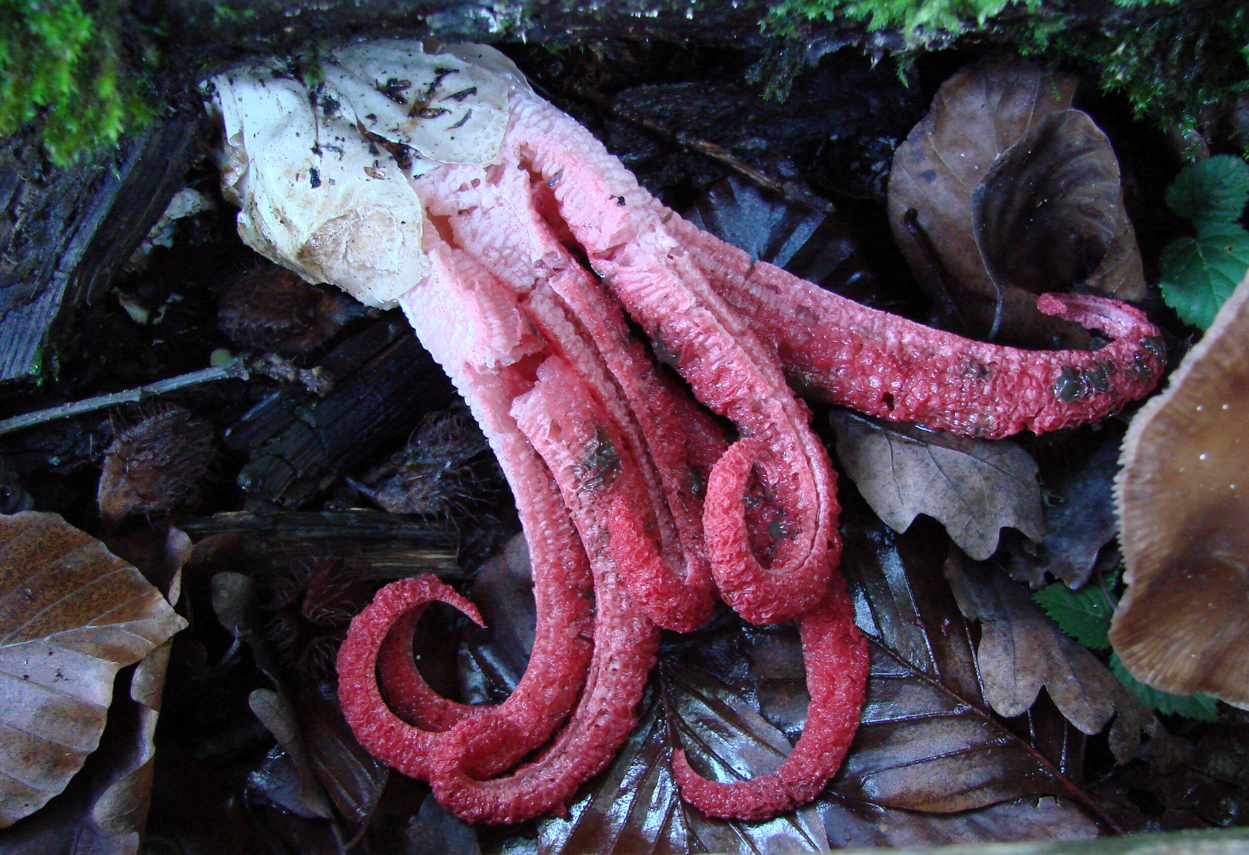 Image of octopus stinkhorn