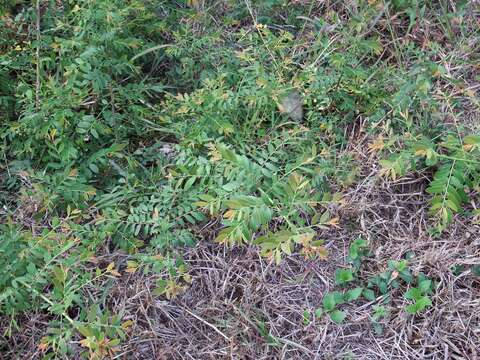 Image of Potato bush