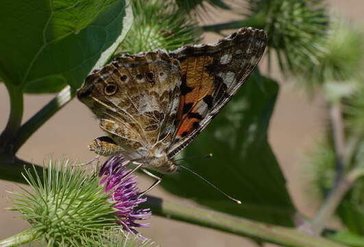 Image of Vanessa cardui