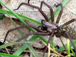 Image of Giant House Spider