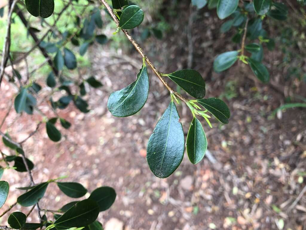 Image of Erythroxylum australe F. Müll.